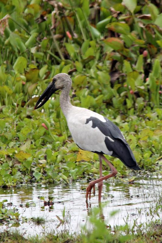 Asian openbill (Anastomus oscitans)