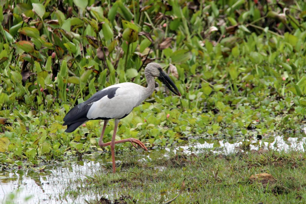 Asian openbill (Anastomus oscitans)