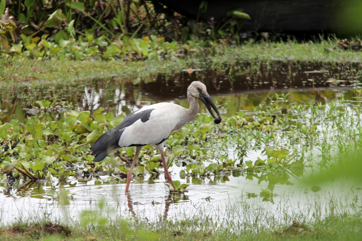 Asian openbill (Anastomus oscitans)