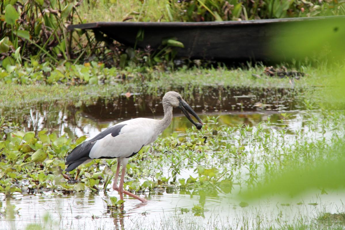 Asian openbill (Anastomus oscitans)