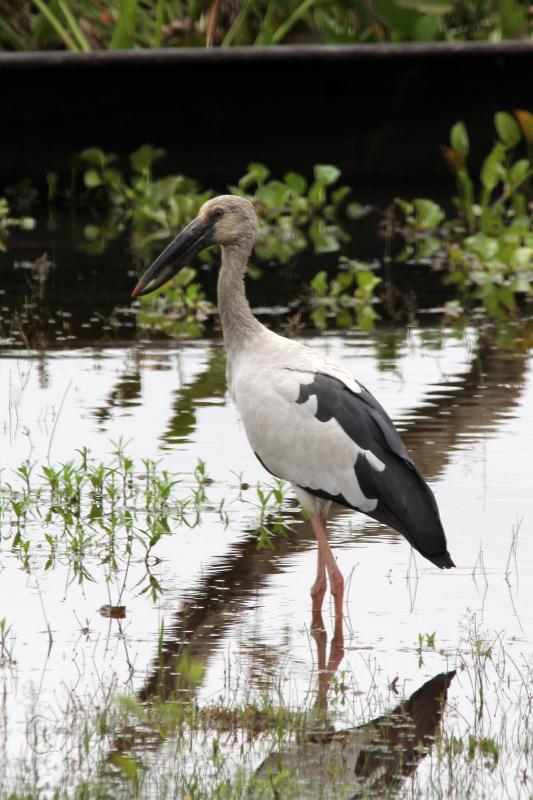Asian openbill (Anastomus oscitans)