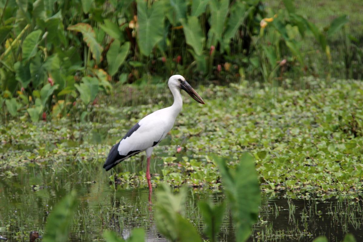 Asian openbill (Anastomus oscitans)