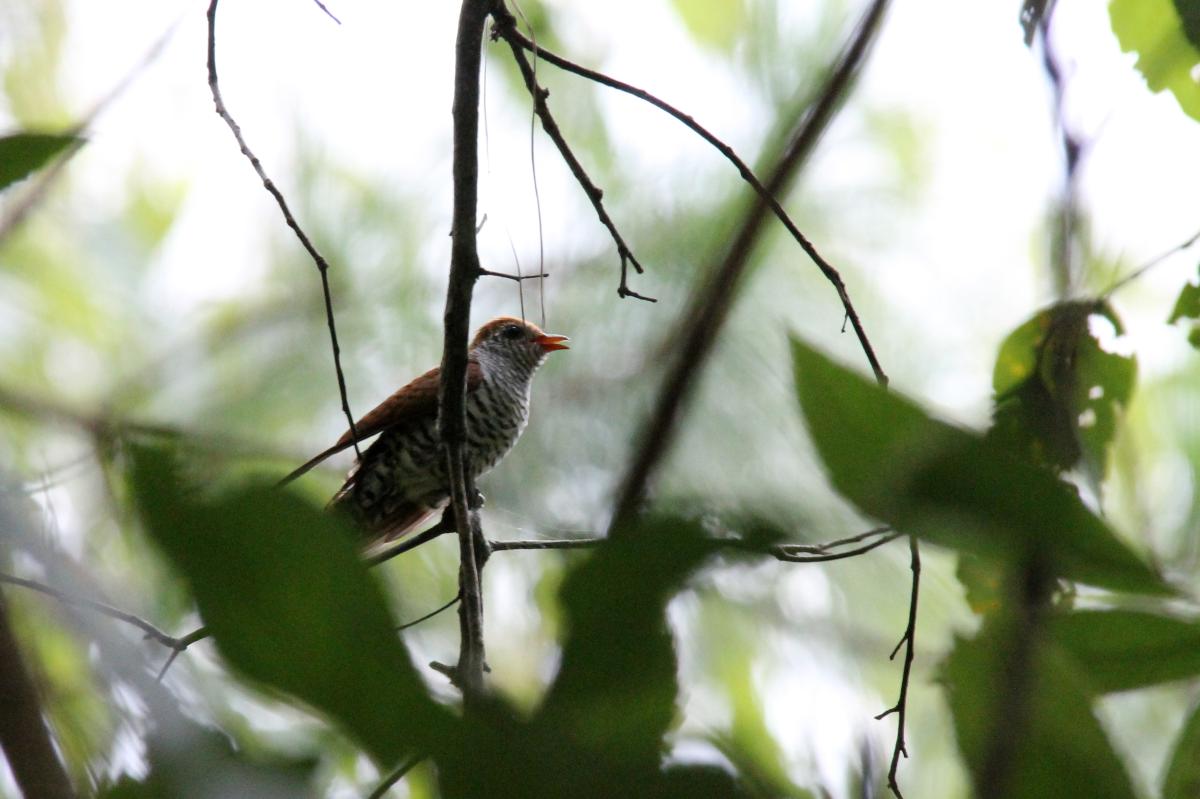 Banded bay cuckoo (Cacomantis sonneratii)