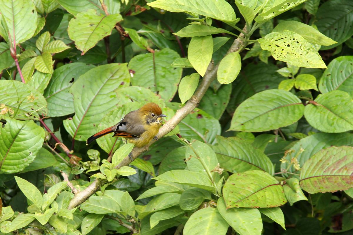 Bar-throated minla (Minla strigula)