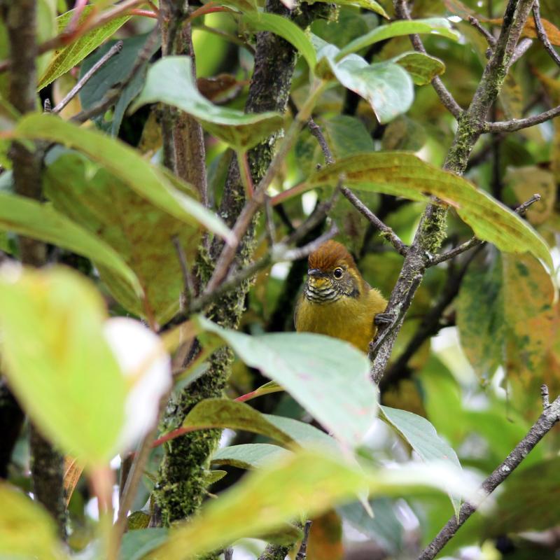 Bar-throated minla (Minla strigula)