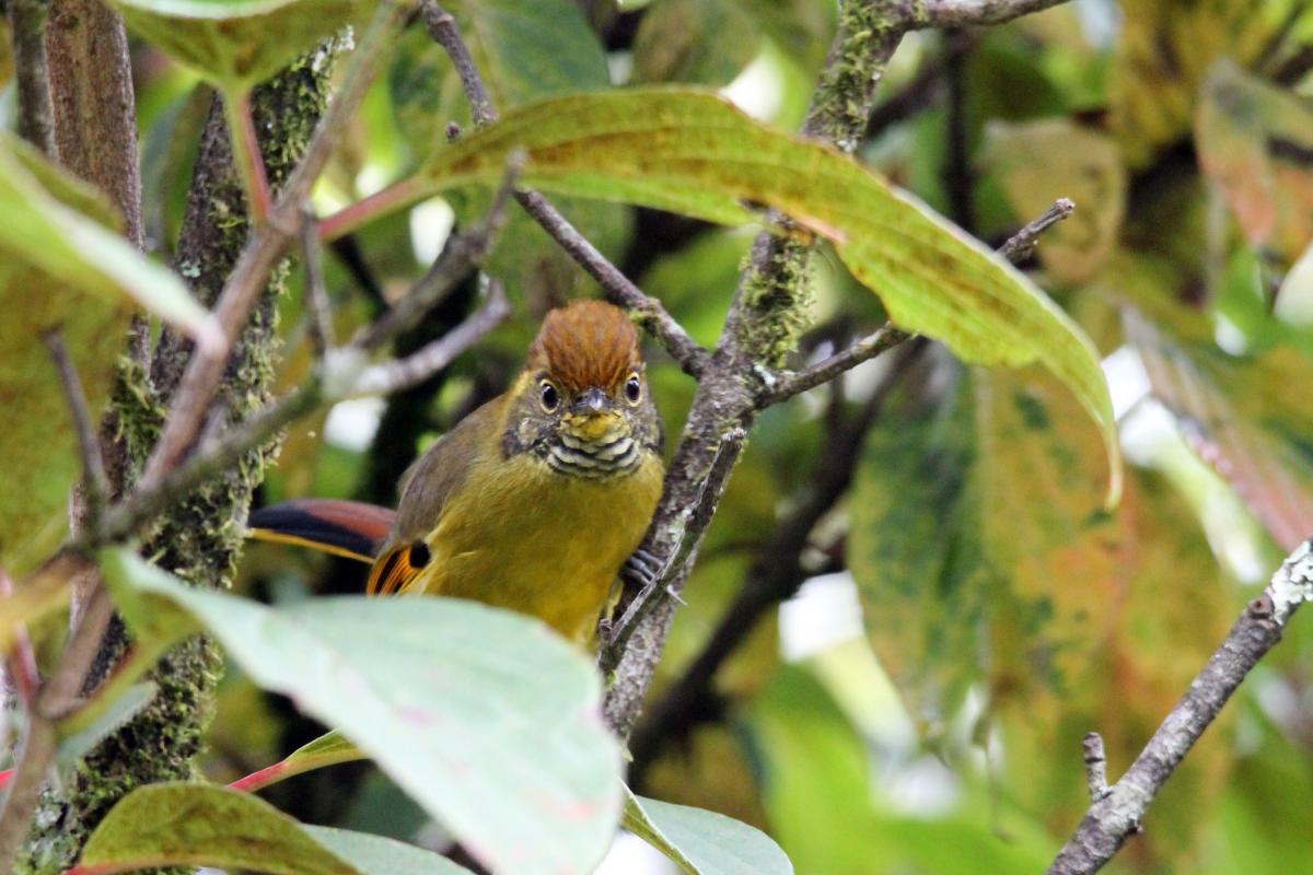 Bar-throated minla (Minla strigula)
