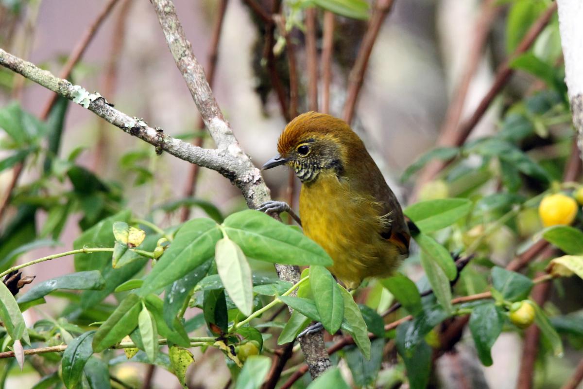 Bar-throated minla (Minla strigula)