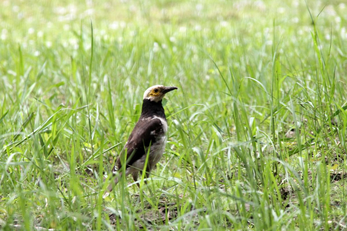 Black-collared starling (Gracupica nigricollis)