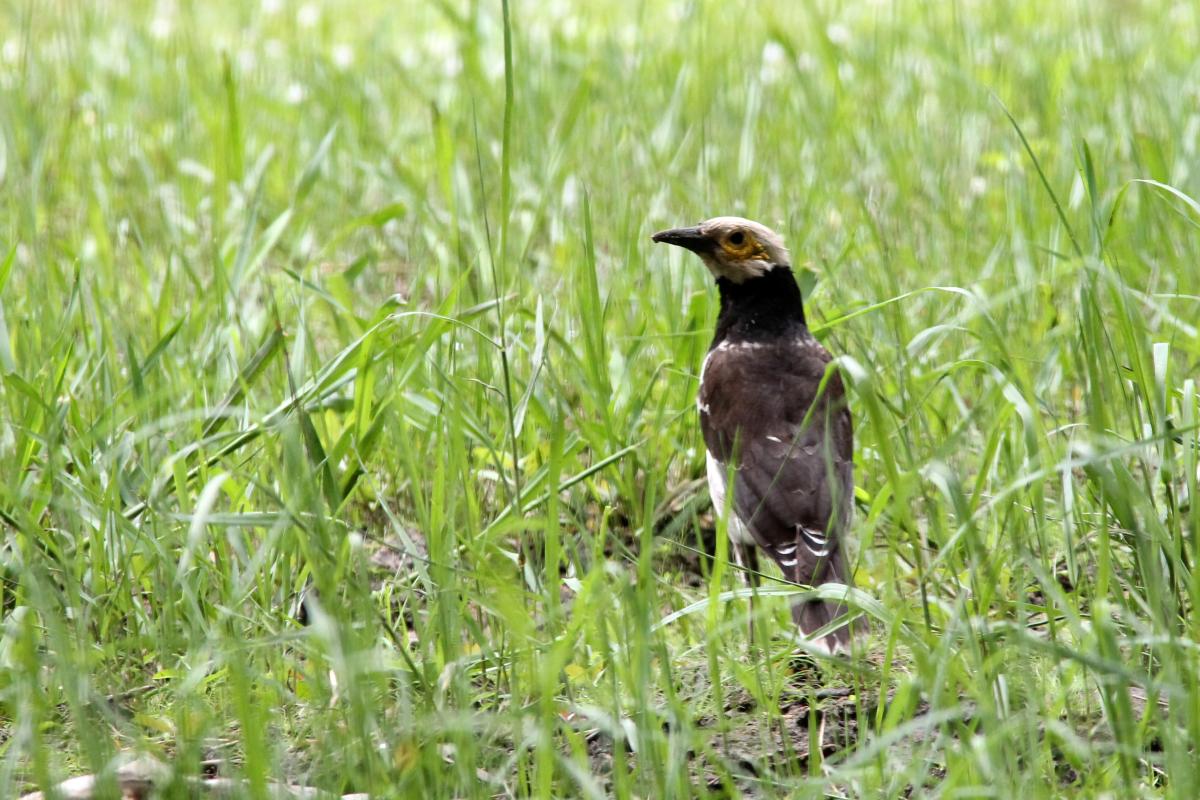 Black-collared starling (Gracupica nigricollis)