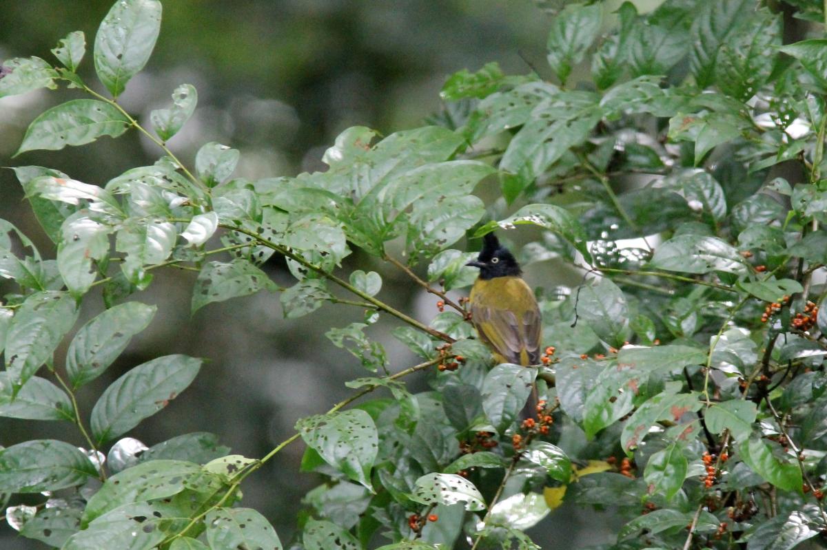 Black-crested bulbul (Pycnonotus flaviventris), หมู่ 5, Tambon Chiang Dao, Chang Wat Chiang Mai, Thailand, 2014-09-04 Black-crested bulbul (Pycnonotus flaviventris)