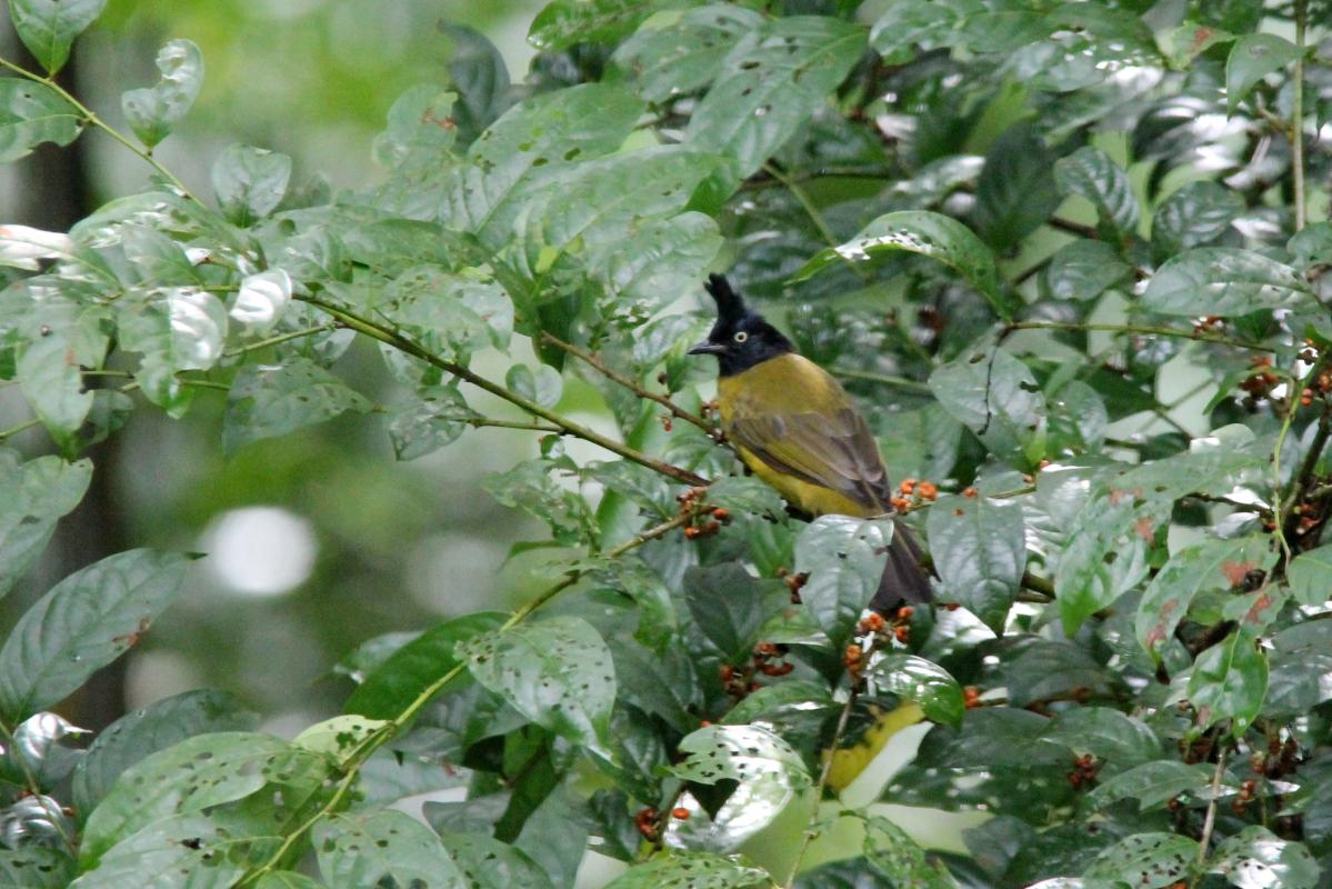 Black-crested bulbul (Pycnonotus flaviventris), หมู่ 5, Tambon Chiang Dao, Chang Wat Chiang Mai, Thailand, 2014-09-04 Black-crested bulbul (Pycnonotus flaviventris)