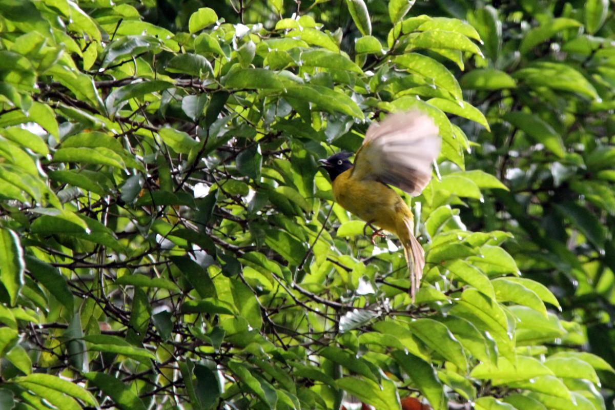 Black-crested bulbul (Pycnonotus flaviventris), หมู่ 5, Tambon Chiang Dao, Chang Wat Chiang Mai, Thailand, 2014-09-04 Black-crested bulbul (Pycnonotus flaviventris)