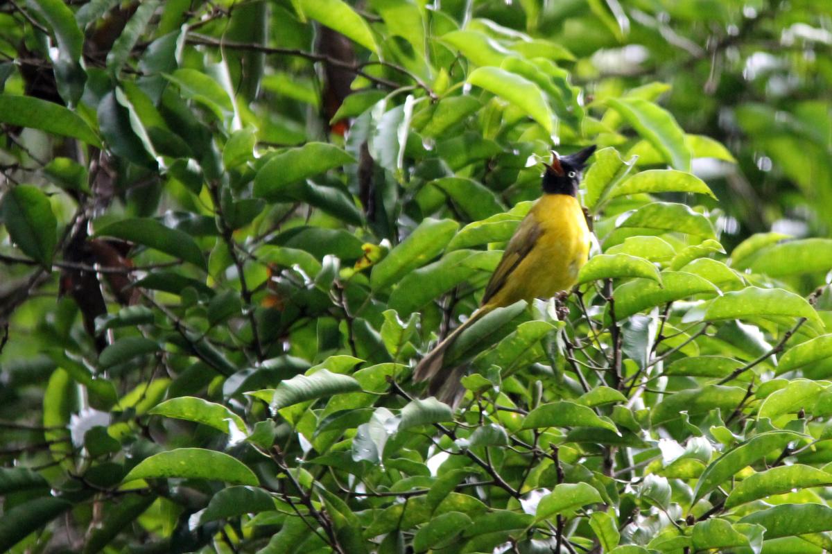 Black-crested bulbul (Pycnonotus flaviventris), หมู่ 5, Tambon Chiang Dao, Chang Wat Chiang Mai, Thailand, 2014-09-04 Black-crested bulbul (Pycnonotus flaviventris)