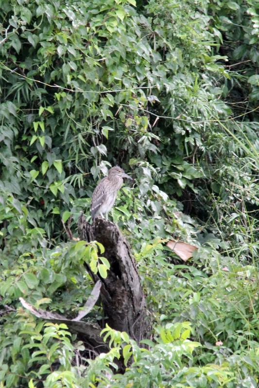 Black-crowned night heron (Nycticorax nycticorax), Angkaew Reservoir, Mueang Chiang Mai, Chiang Mai, Thailand, 2014-08-24 Black-crowned night heron (Nycticorax nycticorax)