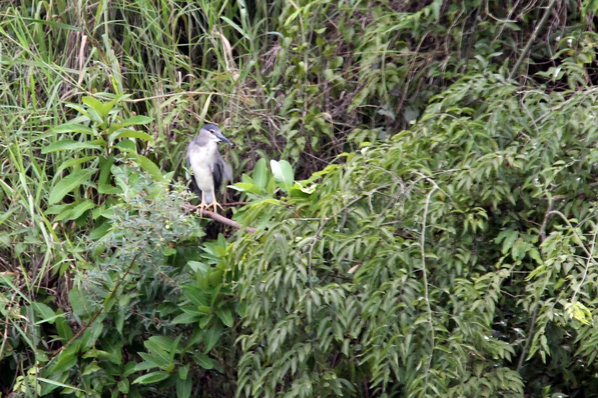 Black-crowned night heron (Nycticorax nycticorax), Angkaew Reservoir, Mueang Chiang Mai, Chiang Mai, Thailand, 2014-08-24 Black-crowned night heron (Nycticorax nycticorax)