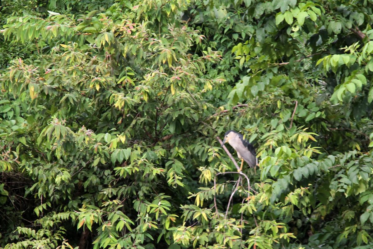 Black-crowned night heron (Nycticorax nycticorax), Angkaew Reservoir, Mueang Chiang Mai, Chiang Mai, Thailand, 2014-08-24 Black-crowned night heron (Nycticorax nycticorax)