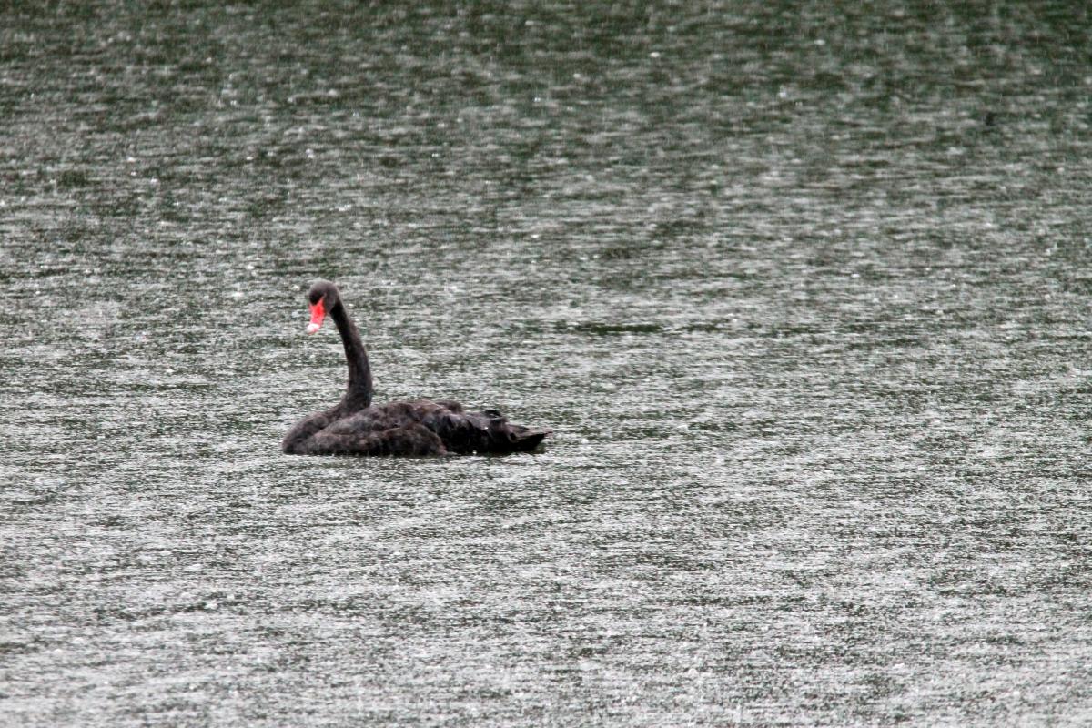 Black Swan (Cygnus atratus)