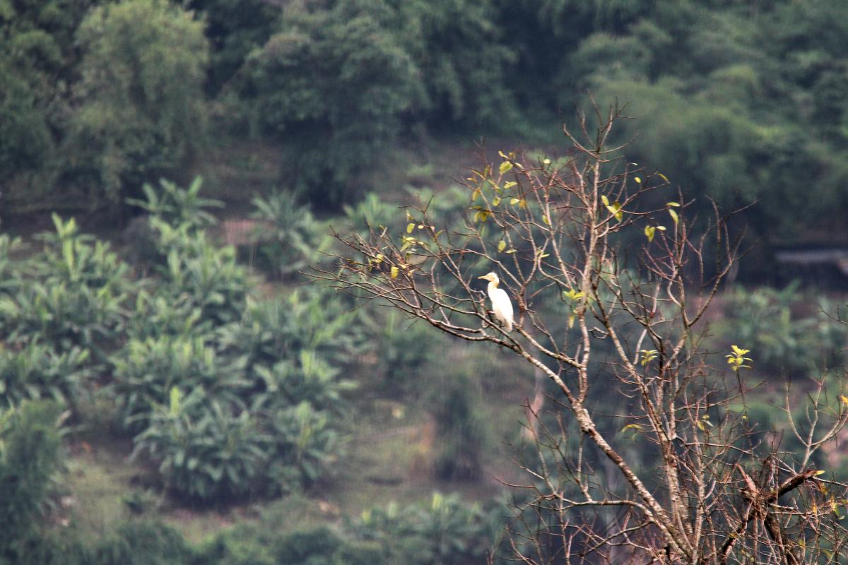 Cattle Egret (Bubulcus ibis)