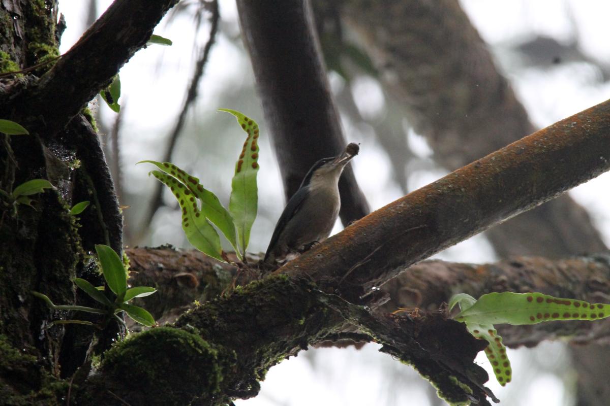 Chestnut-vented nuthatch (Sitta nagaensis)