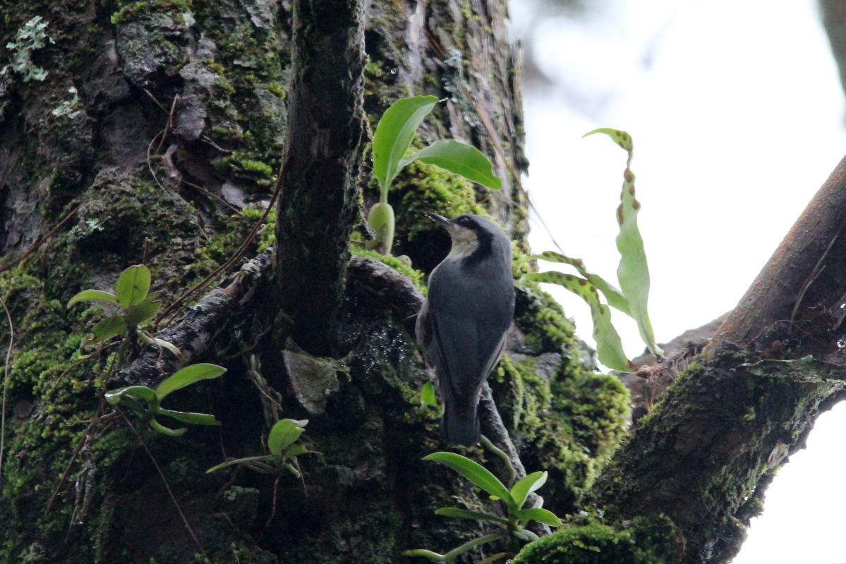 Chestnut-vented nuthatch (Sitta nagaensis)