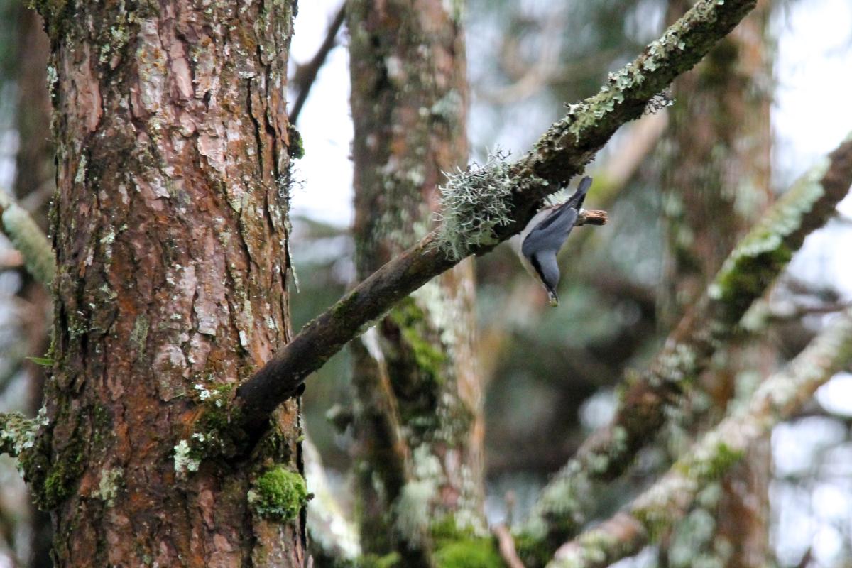Chestnut-vented nuthatch (Sitta nagaensis)