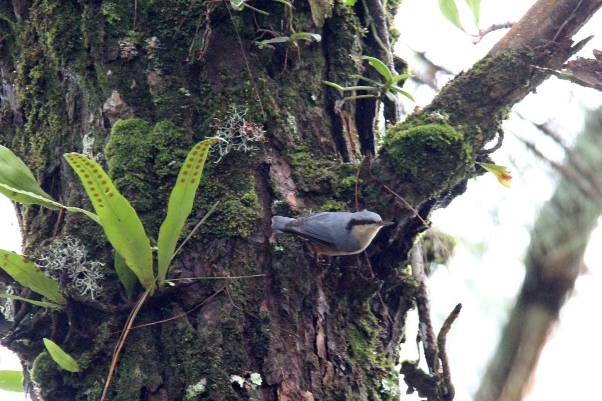 Chestnut-vented nuthatch (Sitta nagaensis)