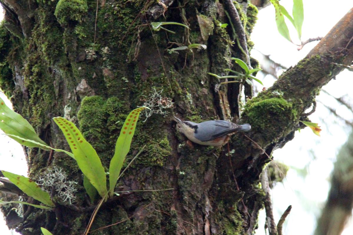 Chestnut-vented nuthatch (Sitta nagaensis)