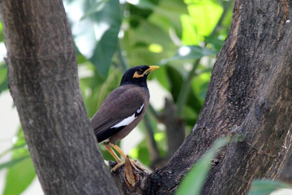 Common Myna (Acridotheres tristis)