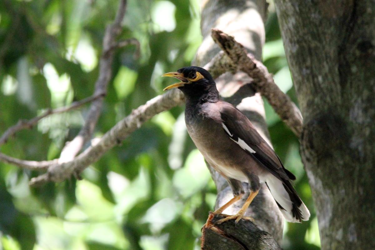 Common Myna (Acridotheres tristis)