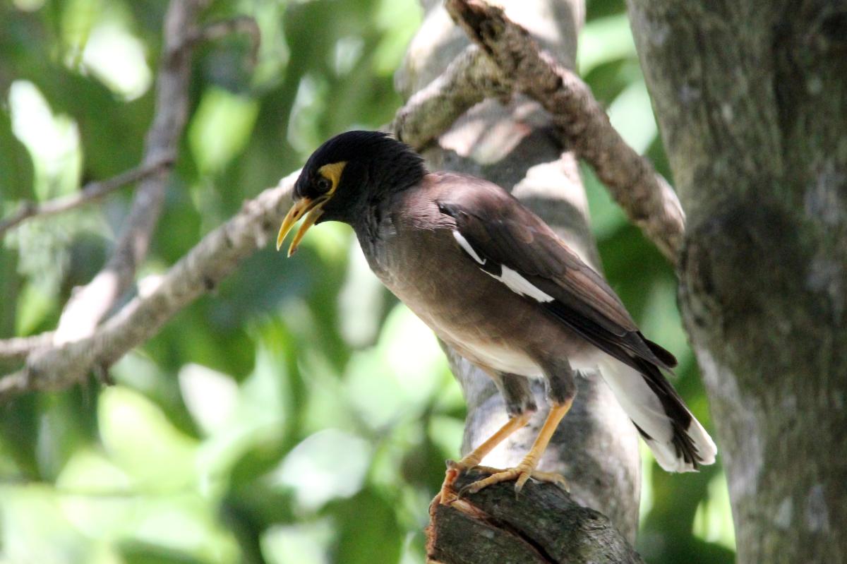 Common Myna (Acridotheres tristis)