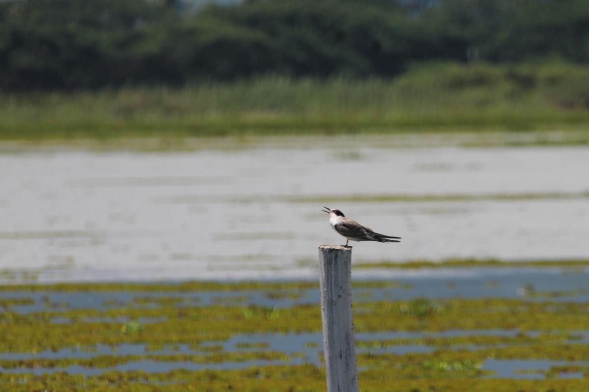 Common tern (Sterna hirundo)
