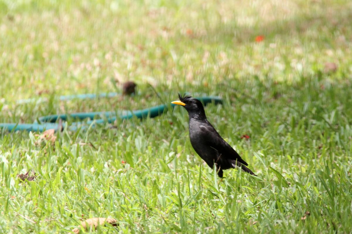 Crested myna (Acridotheres cristatellus)