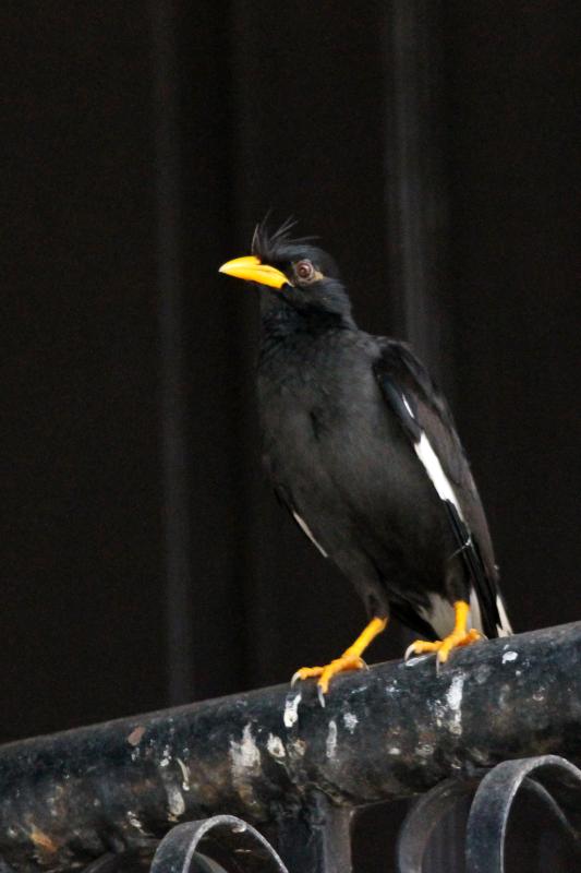 Crested myna (Acridotheres cristatellus)