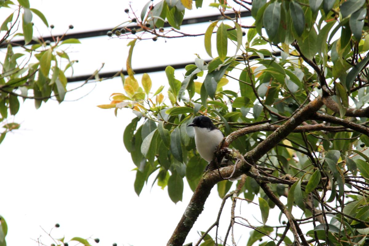 Dark-backed sibia (Heterophasia melanoleuca)