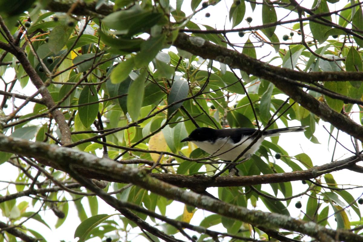 Dark-backed sibia (Heterophasia melanoleuca)