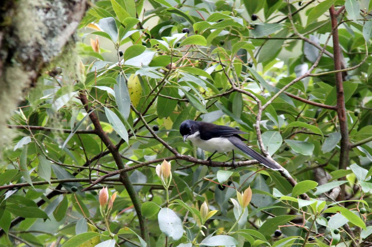 Dark-backed sibia (Heterophasia melanoleuca)