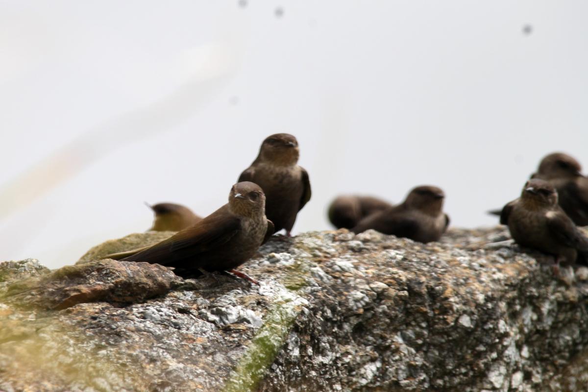 Dusky crag martin (Ptyonoprogne concolor), 1093, Tap Tao, Chiang Rai, Thailand, 2014-09-07 Dusky crag martin (Ptyonoprogne concolor)