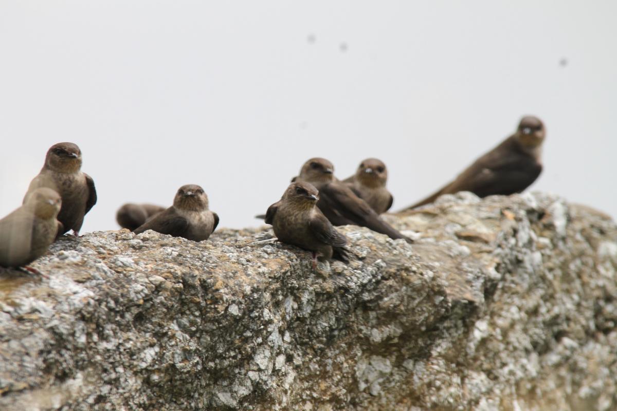 Dusky crag martin (Ptyonoprogne concolor), 1093, Tap Tao, Chiang Rai, Thailand, 2014-09-07 Dusky crag martin (Ptyonoprogne concolor)