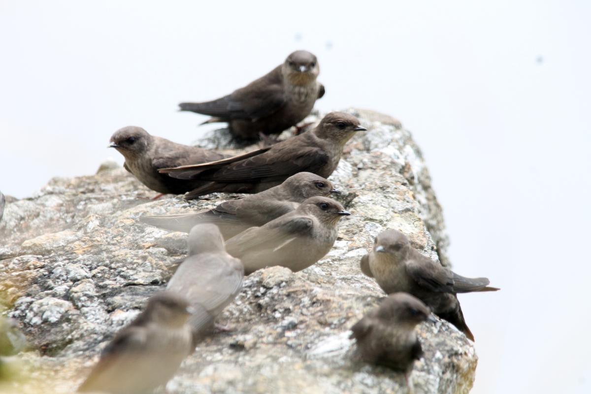 Dusky crag martin (Ptyonoprogne concolor), 1093, Tap Tao, Chiang Rai, Thailand, 2014-09-07 Dusky crag martin (Ptyonoprogne concolor)