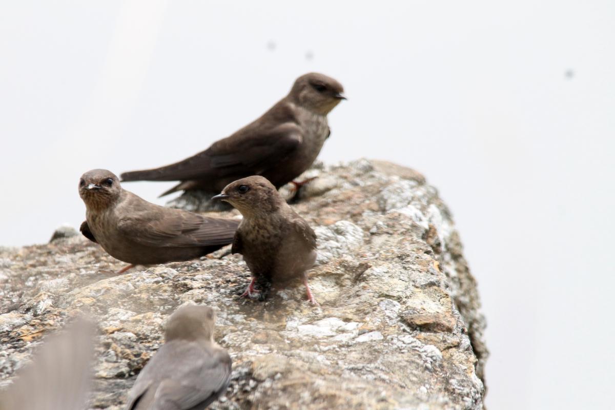 Dusky crag martin (Ptyonoprogne concolor), 1093, Tap Tao, Chiang Rai, Thailand, 2014-09-07 Dusky crag martin (Ptyonoprogne concolor)