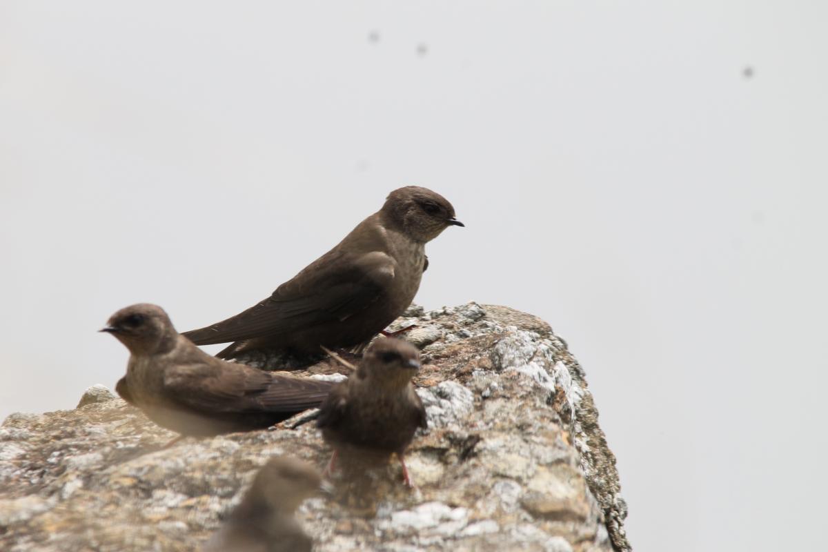 Dusky crag martin (Ptyonoprogne concolor), 1093, Tap Tao, Chiang Rai, Thailand, 2014-09-07 Dusky crag martin (Ptyonoprogne concolor)