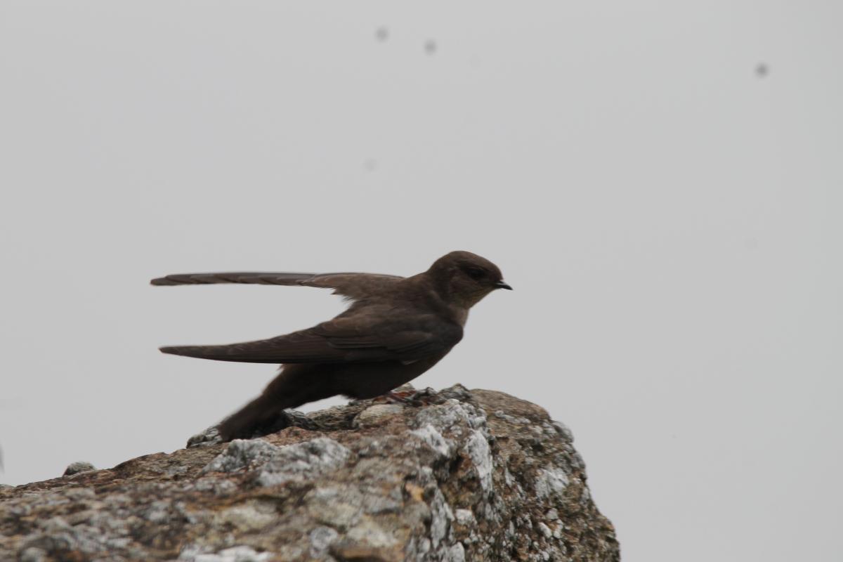 Dusky crag martin (Ptyonoprogne concolor), 1093, Tap Tao, Chiang Rai, Thailand, 2014-09-07 Dusky crag martin (Ptyonoprogne concolor)