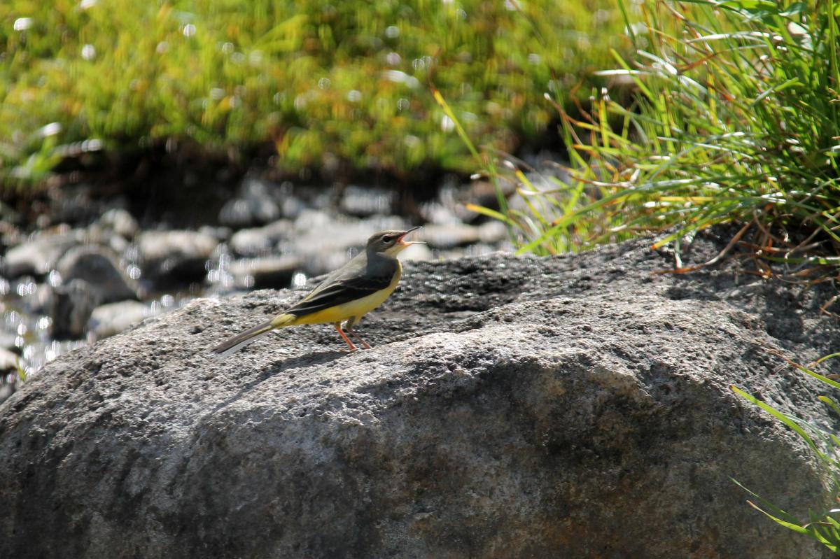 Eastern yellow wagtail (Motacilla tschutschensis), Chae Son National Park, Tambon Chae Son, Chang Wat Lampang, Thailand, 2014-09-09 Eastern yellow wagtail (Motacilla tschutschensis)
