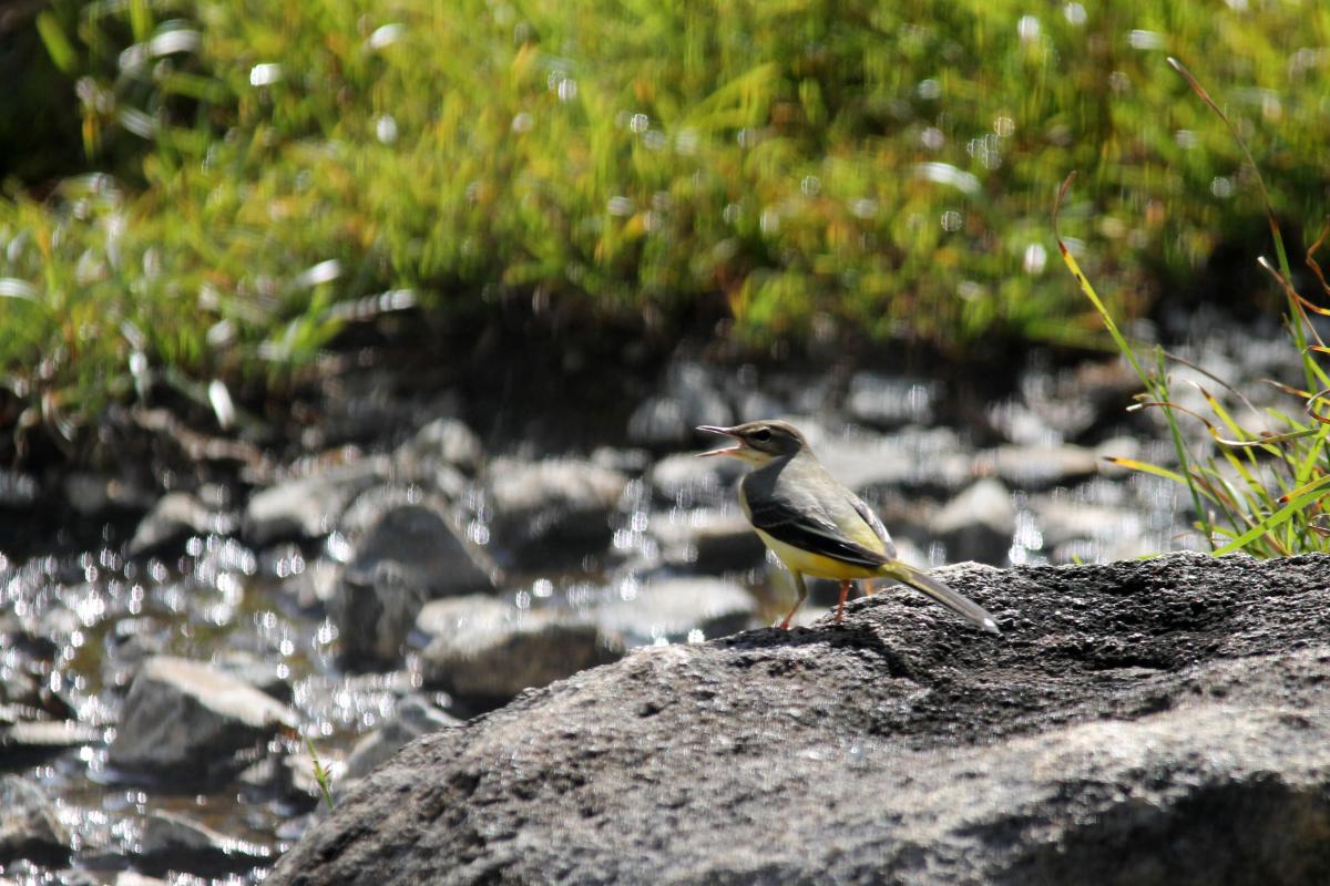 Eastern yellow wagtail (Motacilla tschutschensis), Chae Son National Park, Tambon Chae Son, Chang Wat Lampang, Thailand, 2014-09-09 Eastern yellow wagtail (Motacilla tschutschensis)