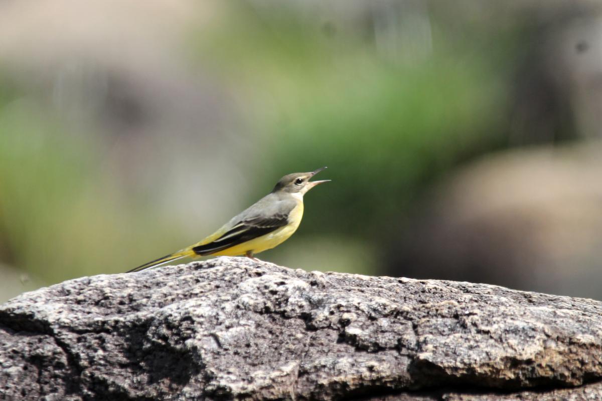 Eastern yellow wagtail (Motacilla tschutschensis), Chae Son National Park, Tambon Chae Son, Chang Wat Lampang, Thailand, 2014-09-09 Eastern yellow wagtail (Motacilla tschutschensis)