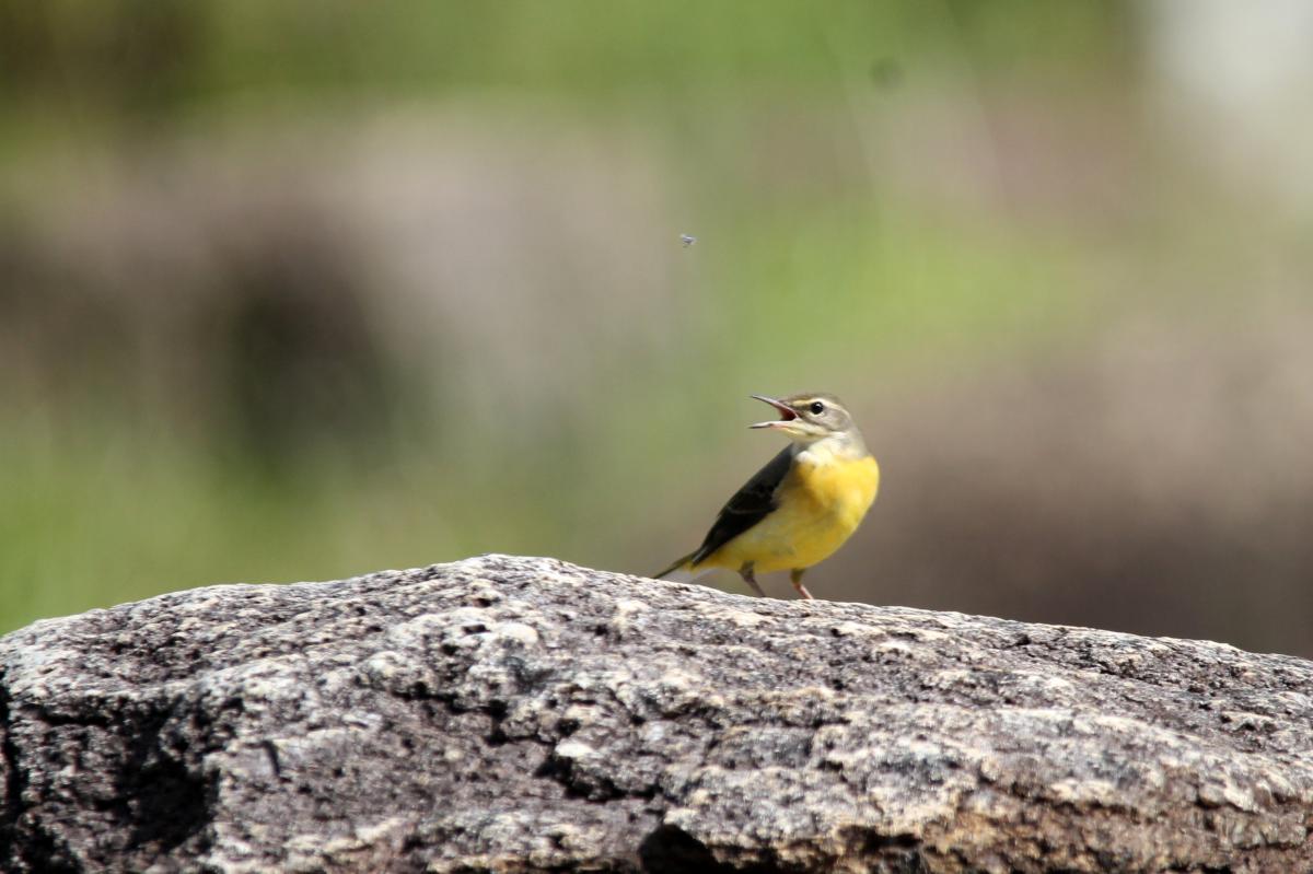 Eastern yellow wagtail (Motacilla tschutschensis), Chae Son National Park, Tambon Chae Son, Chang Wat Lampang, Thailand, 2014-09-09 Eastern yellow wagtail (Motacilla tschutschensis)