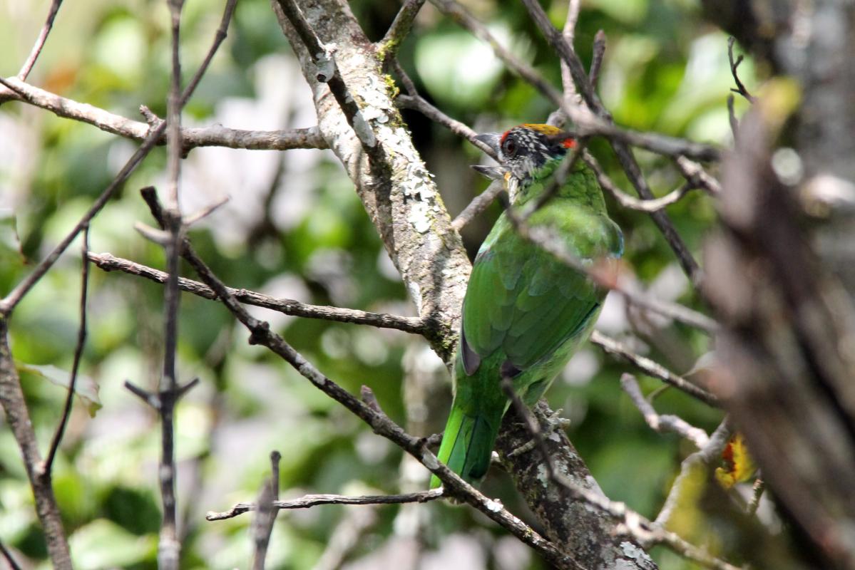 Golden-throated barbet (Megalaima franklinii)