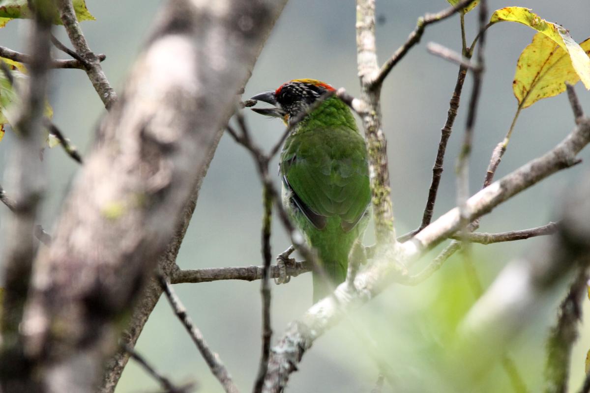 Golden-throated barbet (Megalaima franklinii)