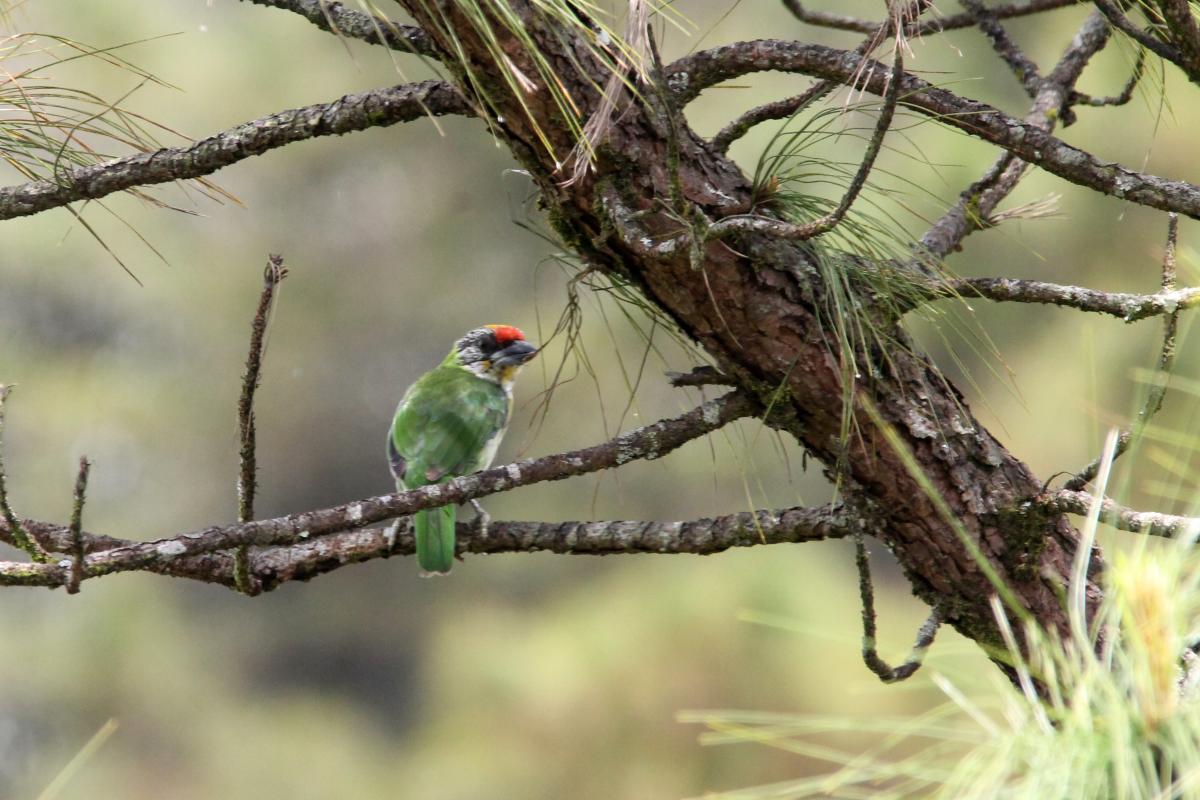 Golden-throated barbet (Megalaima franklinii)