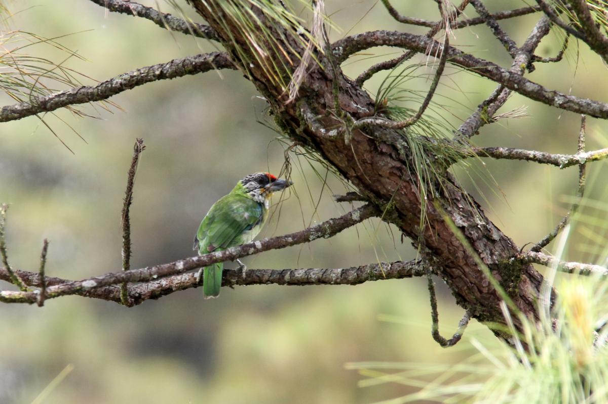 Golden-throated barbet (Megalaima franklinii)